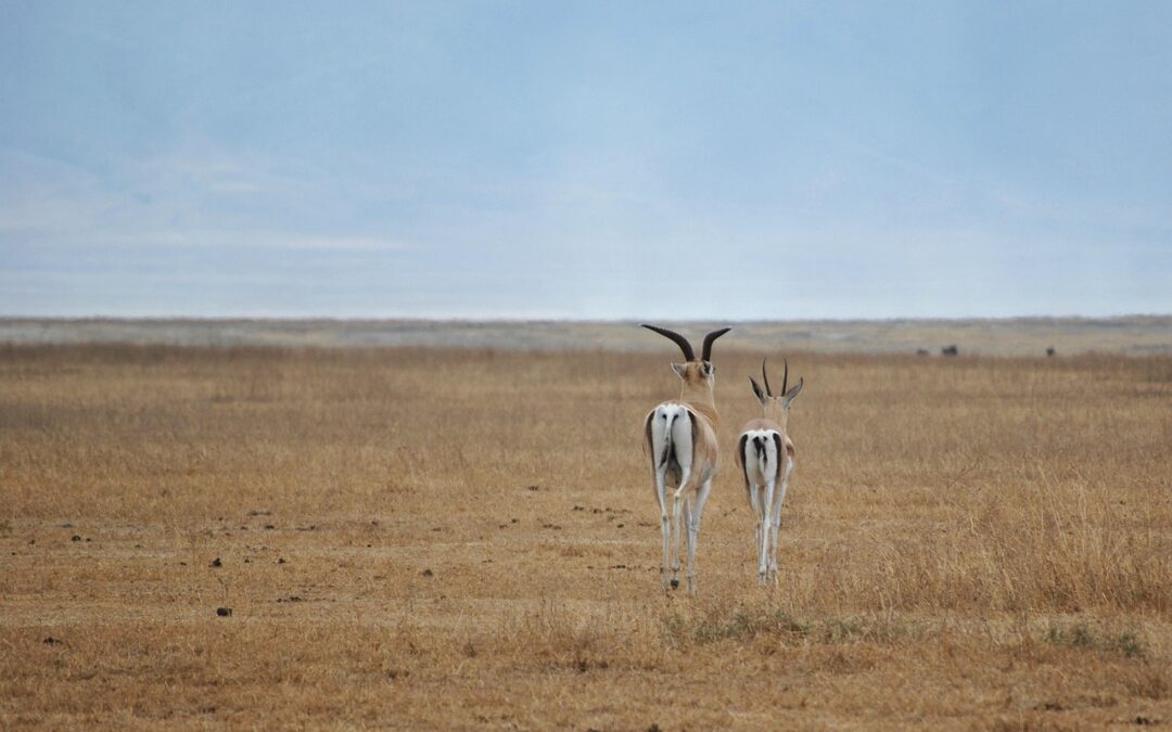 Best Safari Lodges Near Ngorongoro Crater Rim